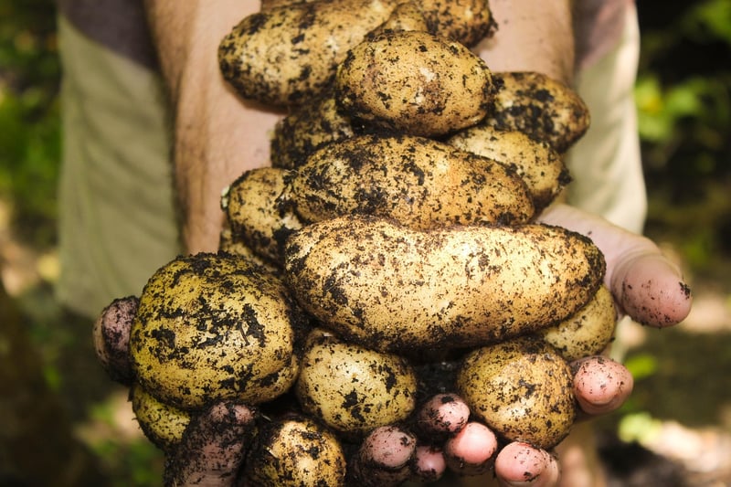 Summer Harvesting Tips